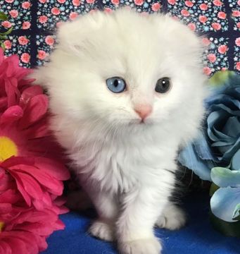 スコティッシュフォールド(折れ耳)【東京都・男の子・2019年12月22日・ホワイト（ロング）】の写真「オッドアイ、長毛、ホワイト、折れ耳、最高級のスコ君」