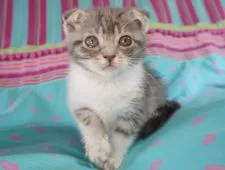 スコティッシュフォールド(折れ耳)【東京都・女の子・2019年8月20日・ブルータビー/ホワイト】の写真1「耳俺の可愛い女の子🎀」