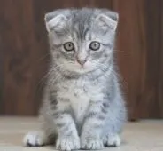 マンチカン(長足)【東京都・女の子・2019年6月4日・ブルータビー】の写真1