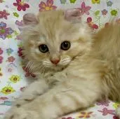 アメリカンカール【東京都・女の子・2021年5月12日・クリームタビー】の写真2