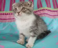 スコティッシュフォールド(折れ耳)【東京都・女の子・2019年8月20日・ブルータビー/ホワイト】の写真3