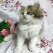 マンチカン(長足)【東京都・女の子・2020年5月21日・キャリコ】の写真3