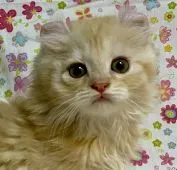 アメリカンカール【東京都・女の子・2021年5月12日・クリームタビー】の写真3