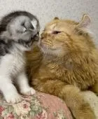 アメリカンカール【東京都・男の子・2021年5月6日・レッドタビー】の写真4「皆んなと仲良し、優しい女の子🎀。」