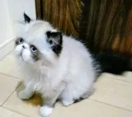 エキゾチックショートヘア【東京都・男の子・2018年2月10日・シールポイントバイカラー】の写真5「6/6撮影」