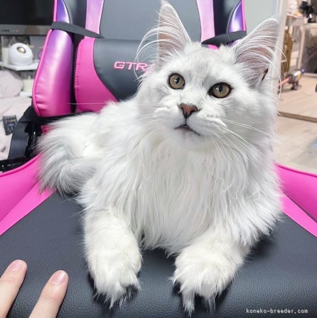 太田ちかブリーダーのブログ：レアカラー☆ルシオくん成長おたより