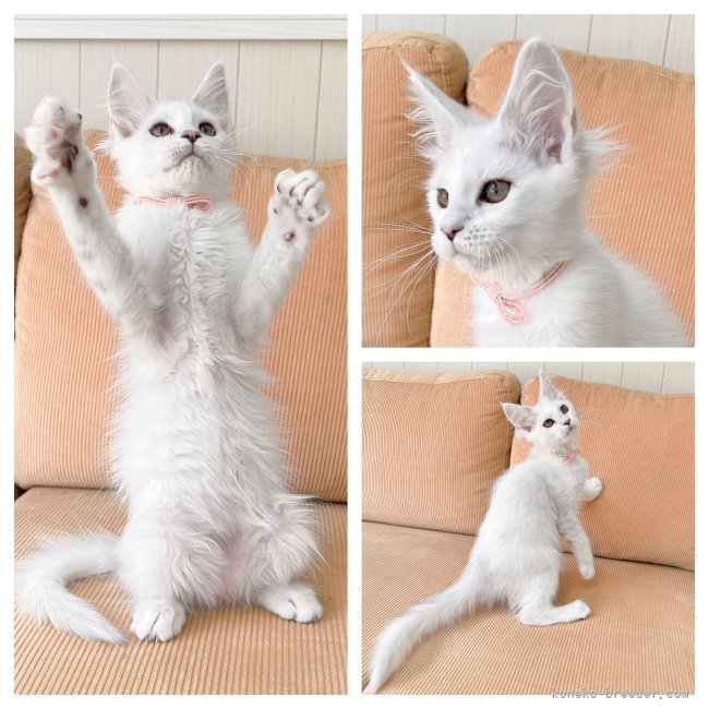 太田ちかブリーダーのブログ：オレンジちゃんご家族様きまりました💐