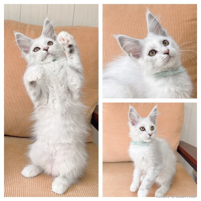 太田ちかブリーダーのブログ：みどりちゃんご家族様きまりました♡