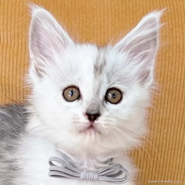 ID：2402-01240の子猫