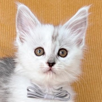 メインクーン【長野県・女の子・2023年12月22日・シェーデッドシルバー（ロング）】の写真「大変希少なレアカラー、シェーデッドシルバーです❄️」