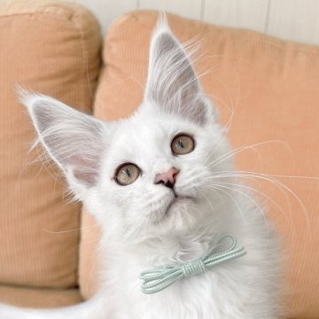 メインクーン【長野県・女の子・2023年12月22日・シェーデッドシルバー（ロング）】の写真「海外で人気のカラー日本では当キャッテリーだけ👑」