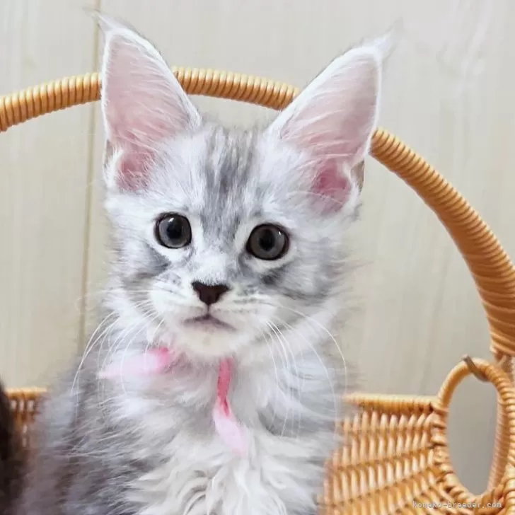 ID：2507-00672の子猫