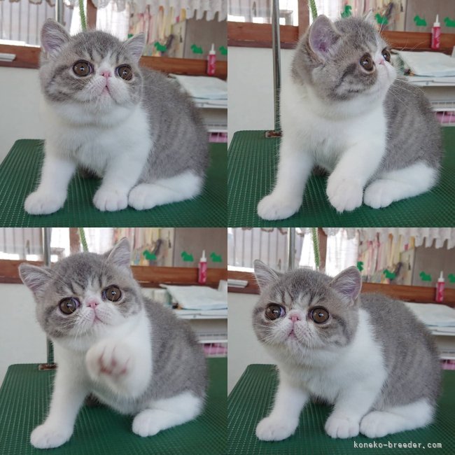 当キャッテリーで生まれた可愛い子猫ちゃん｜高野　真由美(たかの　まゆみ)ブリーダー(栃木県・エキゾチックショートヘアなど・CFA/国内クラブ血統書登録)の紹介写真6