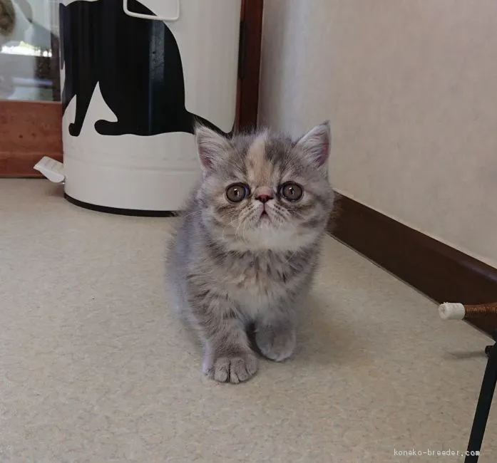 トーマスパイク 様のお迎えした子猫