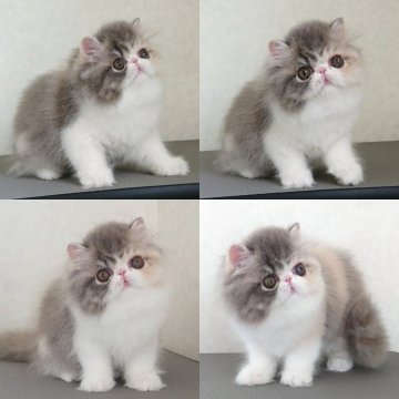 エキゾチックショートヘア【栃木県・女の子・2024年2月19日・ダイリュートキャリコ（ロングヘア）】の写真「お顔立ちの整った器量良しの美人さんです♡」