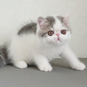 エキゾチックショートヘア【栃木県・男の子・2024年1月15日・ブルー&ホワイト】の写真「おめめくりくり可愛い男の子♡」
