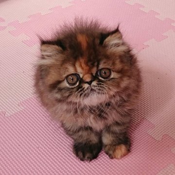 エキゾチックショートヘア【栃木県・女の子・2024年1月7日・ブラウンパッチドタビー（ロングヘア）】の写真「とても可愛らしいトーティの女の子♡」