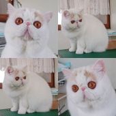 エキゾチックショートヘア【・男の子・2020年2月1日・クリームタビー&ホワイト(ヴァンタイプ)】