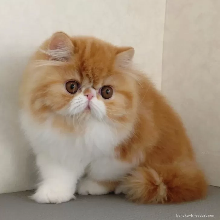 エキゾチックショートヘア【栃木県・女の子・2025年12月27日・レッドクラシックタビー&amp;ホワイト】の写真1「おめめまんまる美人さん♡」