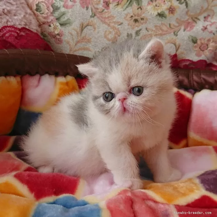 ID：2501-02364の子猫