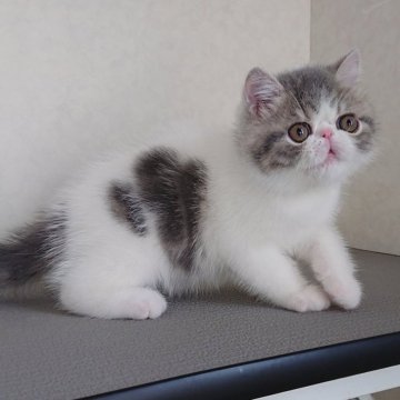エキゾチックショートヘア【栃木県・男の子・2024年12月22日・ブルータビー&ホワイト】の写真「おめめくりくり可愛いぼくちゃん♡」