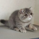 エキゾチックショートヘア