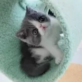 エキゾチックショートヘア