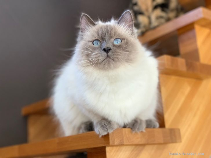 サイベリアン【・男の子・2018年6月17日・ブルーポイント】