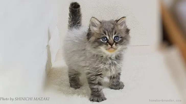 ID：2105-00280の子猫