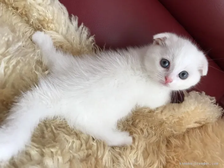 ID：1707-01205の子猫