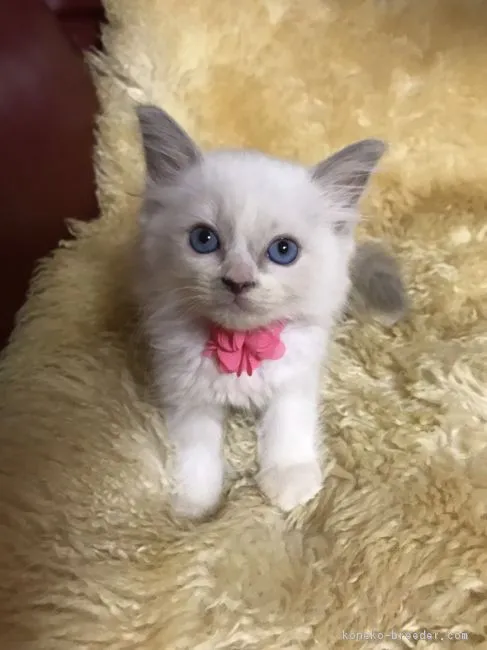 ID：1810-00571の子猫