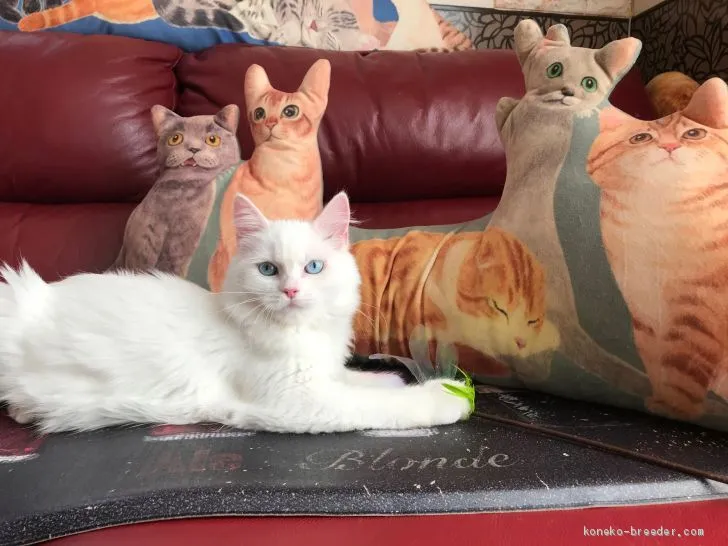 ID：2001-00815の子猫