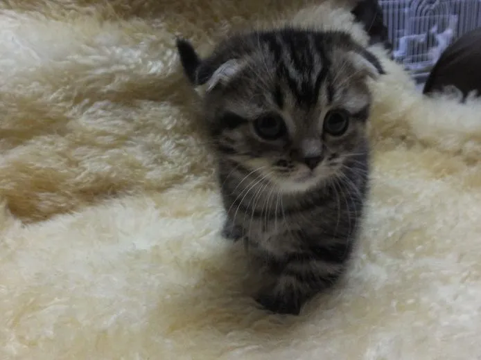 ID：1505-00075の子猫