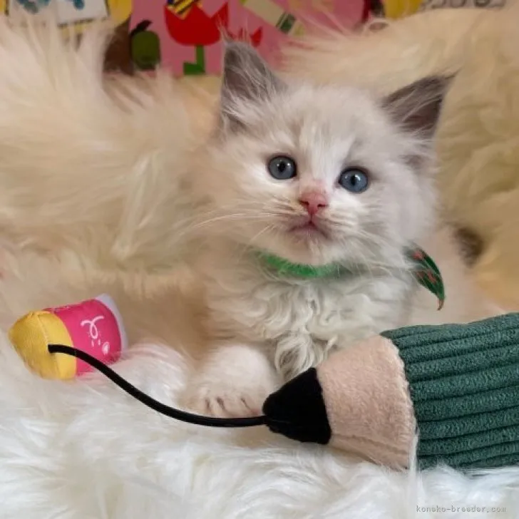 ID：2304-02265の子猫