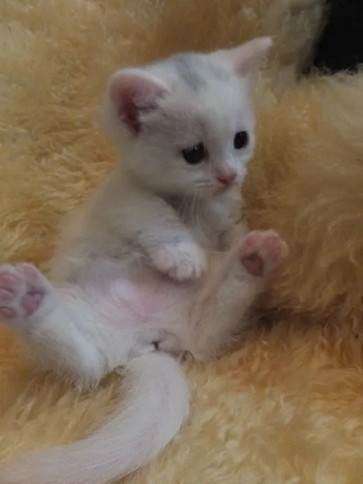 しろ 様のお迎えした子猫