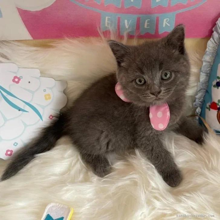 ID：2306-00564の子猫