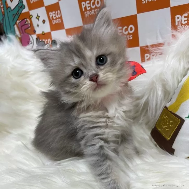 ID:2406-03762の子猫