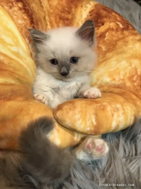 ID：1905-00574の子猫