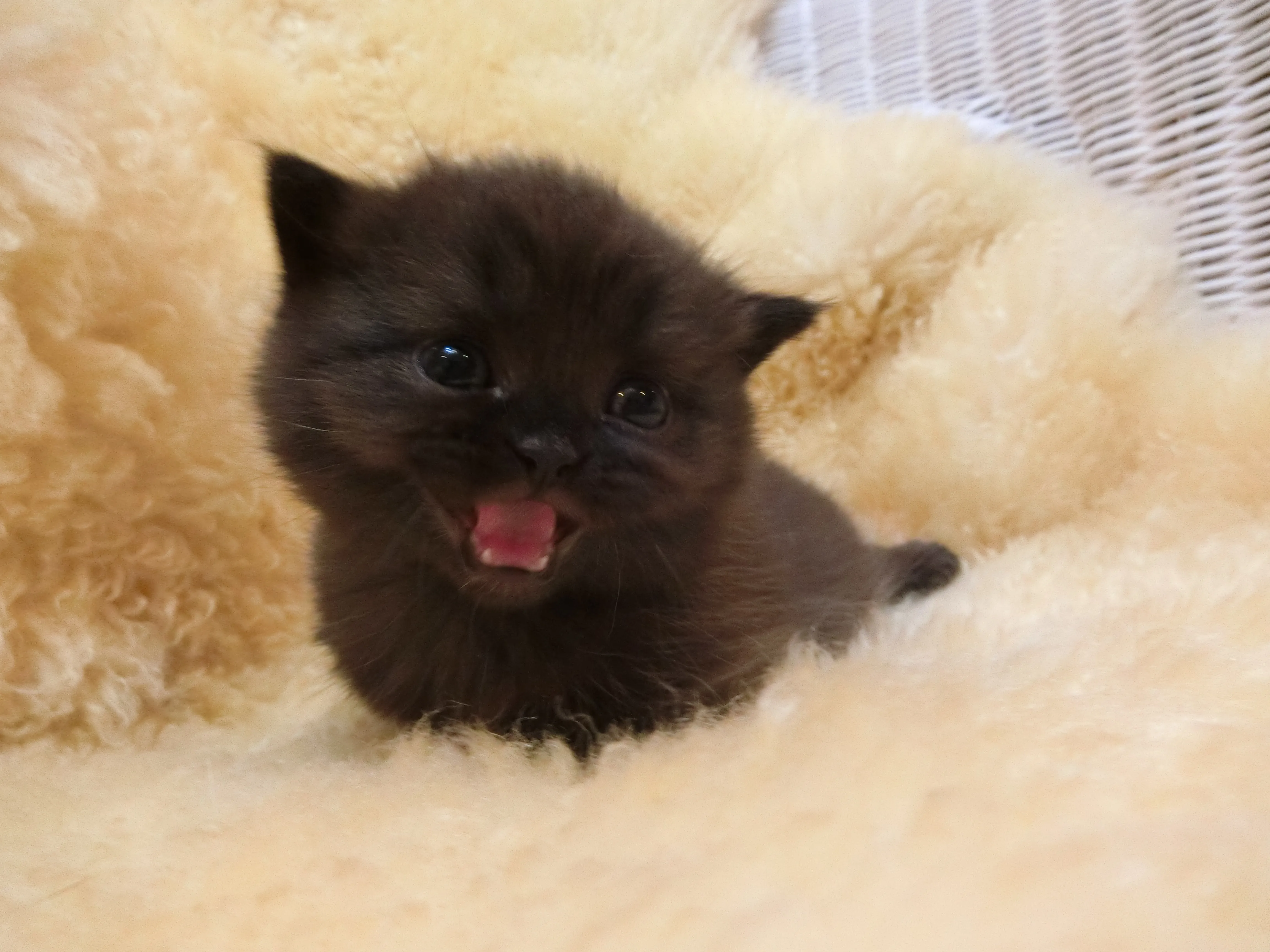 むすび 様のお迎えした子猫