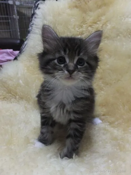 ID：1507-00044の子猫