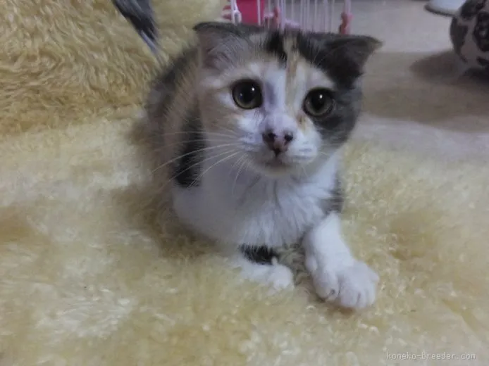 ID：1507-00038の子猫