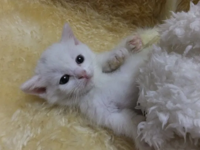 ID：1409-00260の子猫