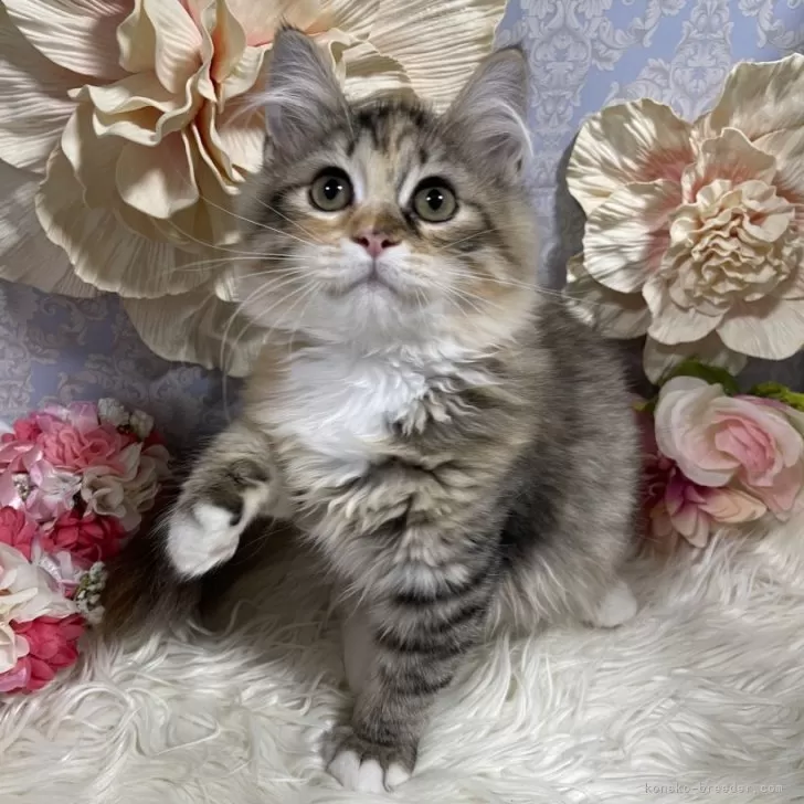 ID:2406-03763の子猫