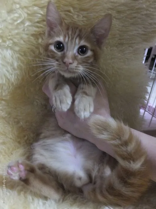 ふぃがろのママ 様のお迎えした子猫