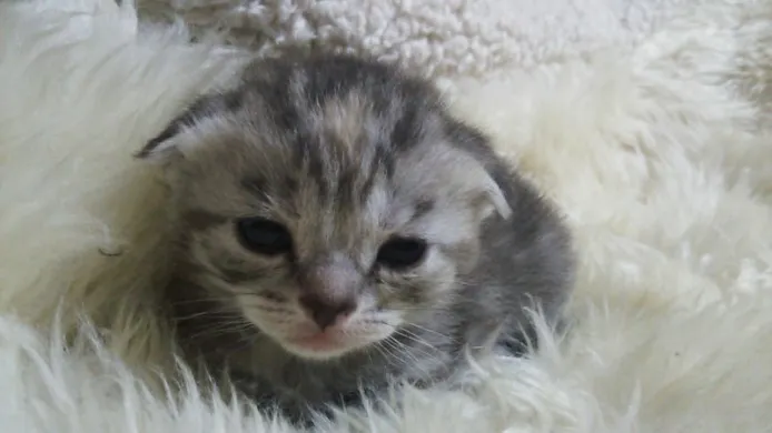 ID：1403-00284の子猫