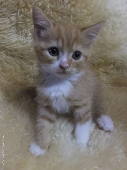 ID:1509-00064の子猫