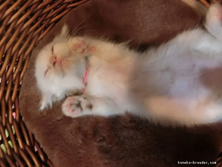 ID：1705-00367の子猫