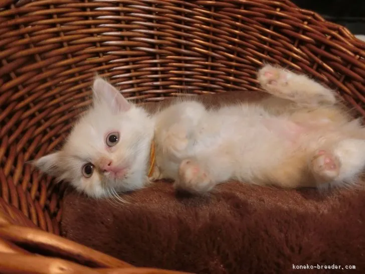 ID:1705-00366の子猫