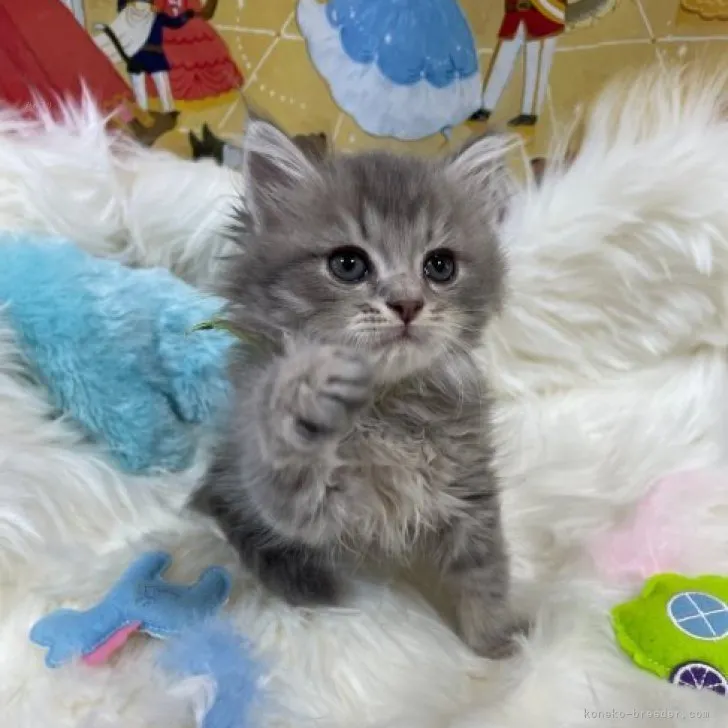 ID：2312-00121の子猫