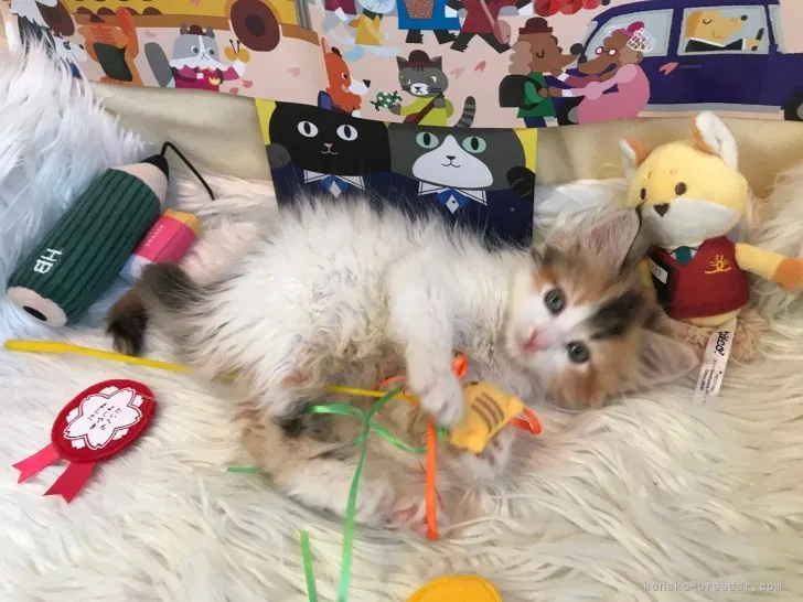 ID：2103-01980の子猫